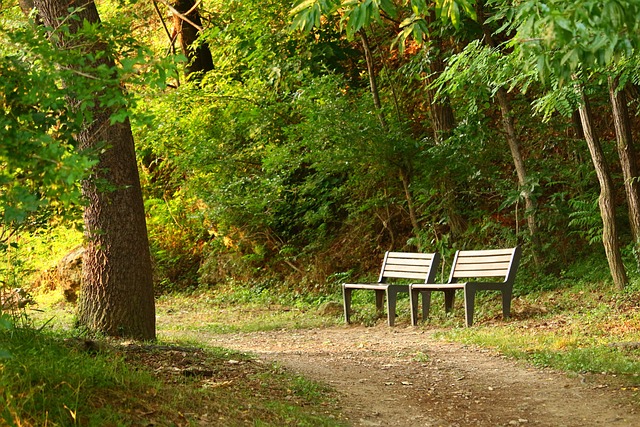 park, erdő, pad
