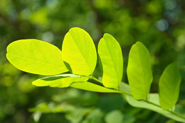 hans-leaves-141494_640