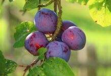 11 okot is tudunk, hogy miért fogyasszunk rendszeresen szilvát